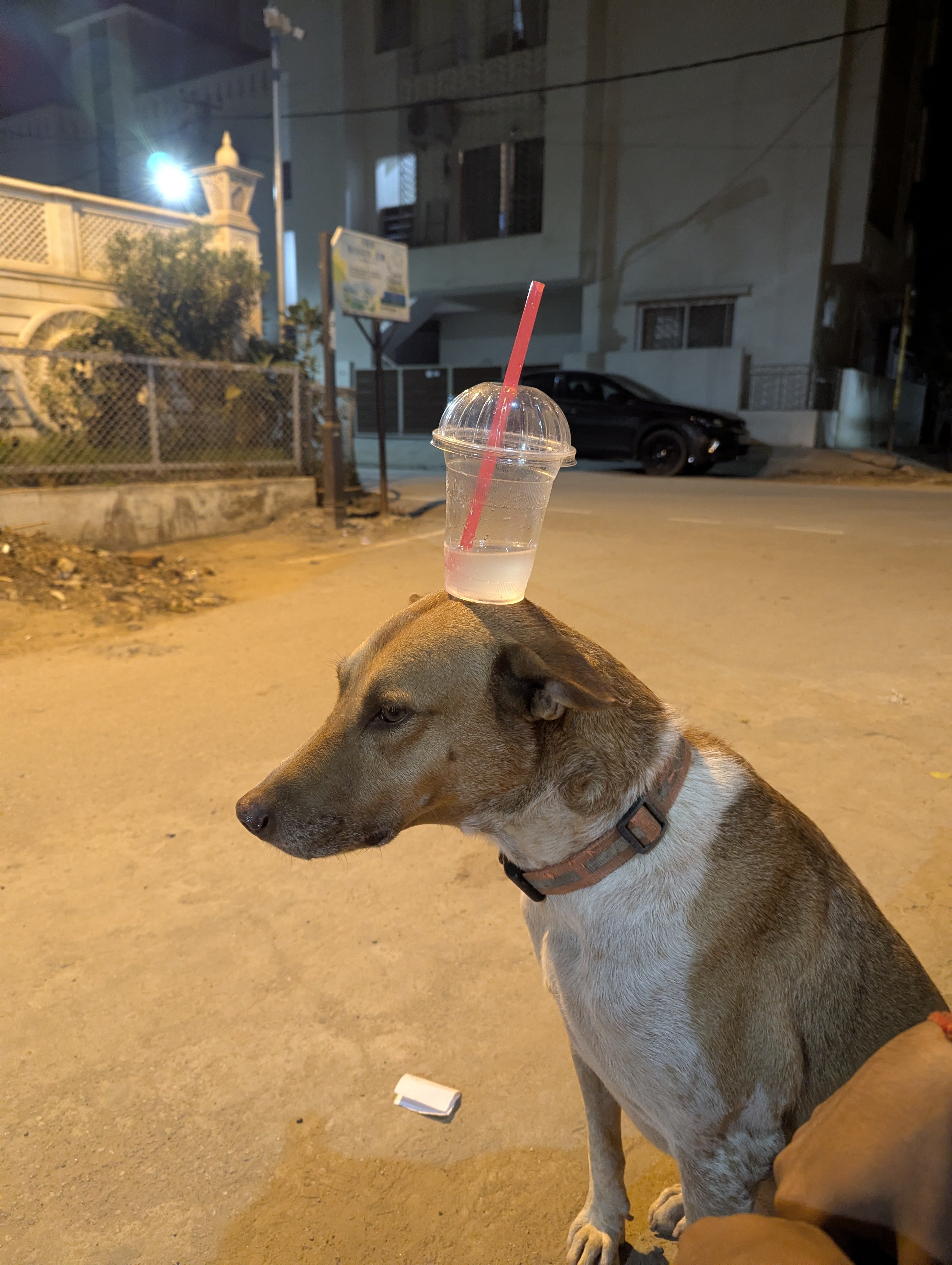 Horlics the street dog