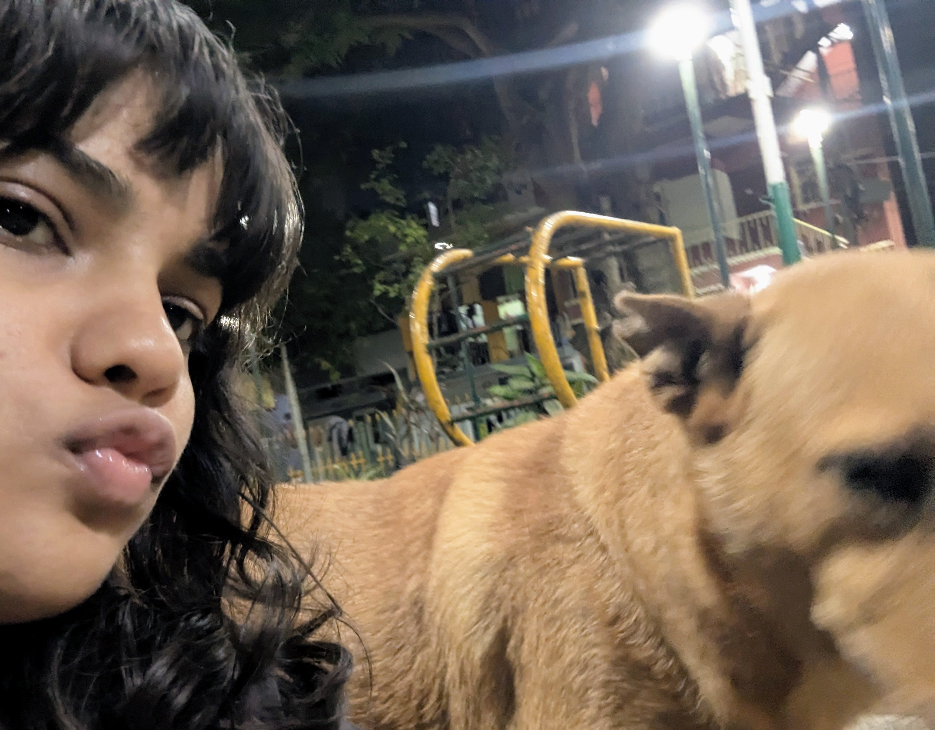 Tommy the street dog